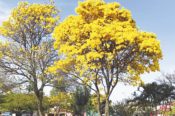 Belo ipê amarelo na avenida Chico Júlio.