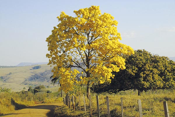 O ipê amarelo deixa a paisagem ainda mais bela