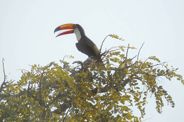 Como se estive sorrindo, o tucano observa a paisagem.