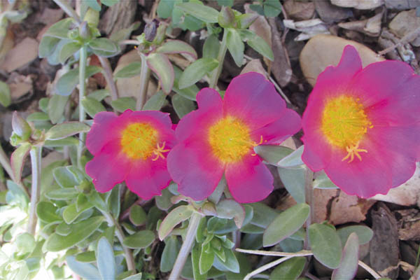 A primavera chegou e com elas a beleza das flores.