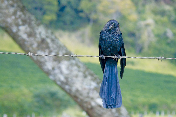 O pássaro nem se importa com o arame farpado para descansar.