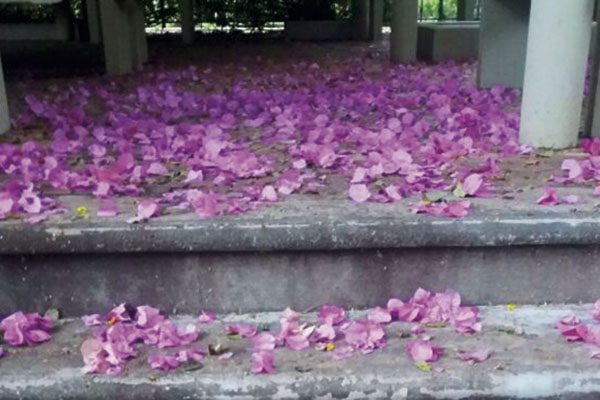 As pétalas cobrem a escada como um tapete natural.