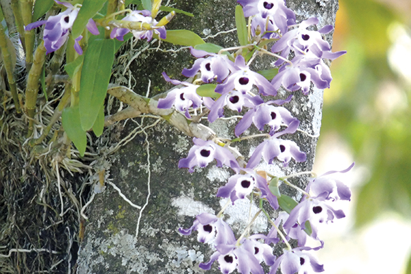Até grudada ao tronco, ela floresce bela e forte