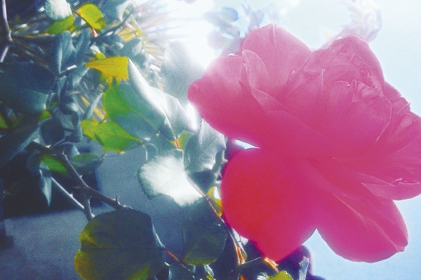 A rosa nem parece se importar com o sol quente.