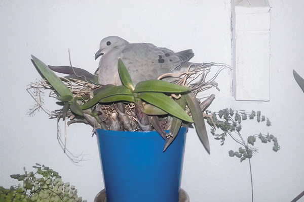 Na falta de uma árvore, o pássaro aproveita a planta para fazer o ninho. Envie também suas fotos 
