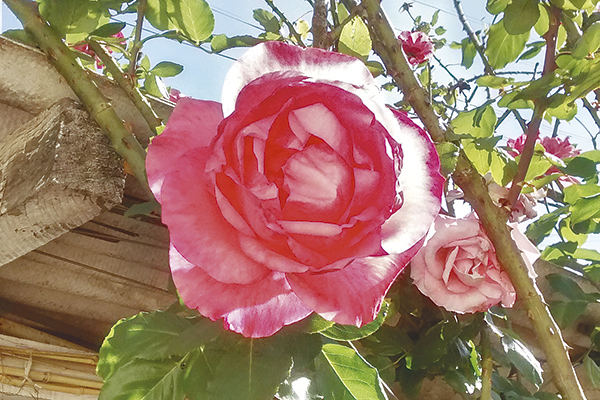 A rosa enfeita o quintal da casa de Célia. 