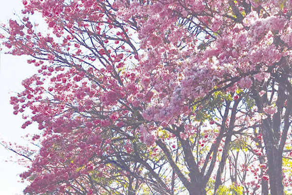As flores pintam o asfalto cinza de rosa. 