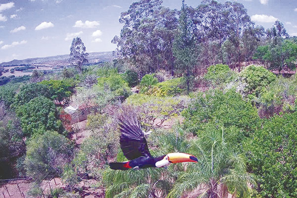 O tucano foi fotografado bem de pertinho enquanto voava. 