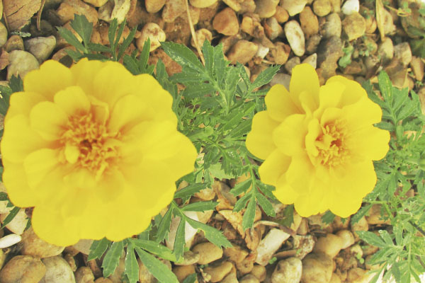 A flor embeleza o jardim com seu amarelo forte. 
