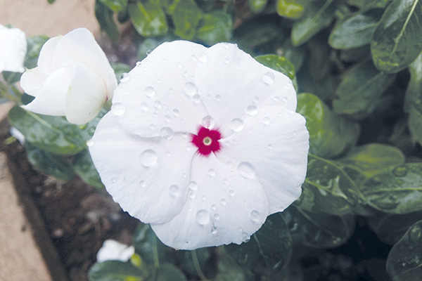 As gotas da chuva ainda permanecem na flor por um bom tempo. 