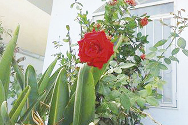 A rosa vermelha é um ponto de cor em meio ao verde. 