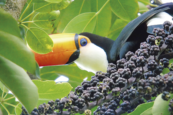 O tucano aproveita as frutas para se alimentar. 