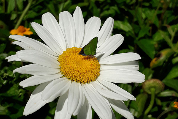 A borboleta se rende à beleza da flor.