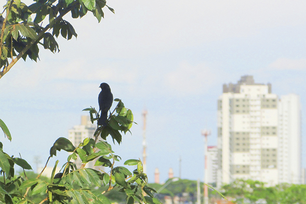 O pássaro observa a cidade de longe