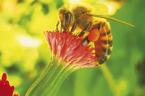 Mesmo pequena, a flor chama a atenção da abelha