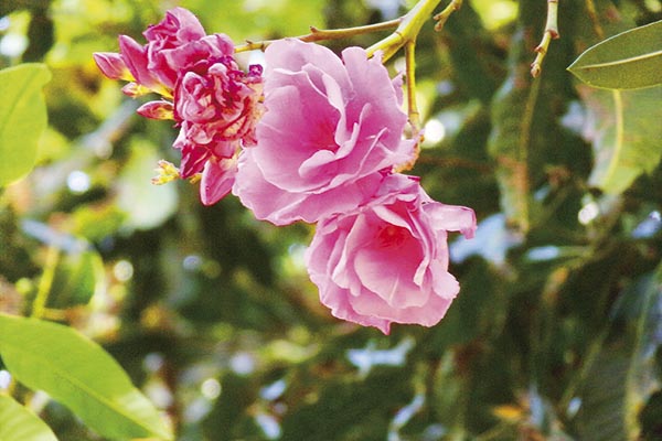 Enquanto uma flor está secando, outras estão florescendo