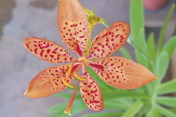 Cheia de manchinhas, a flor chama a atenção pela beleza