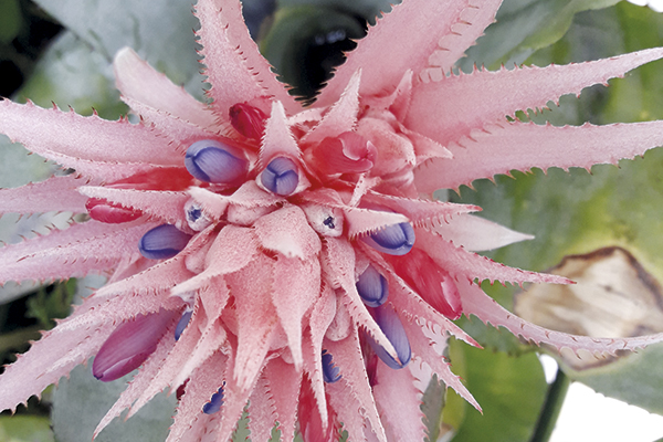 Em meio aos espinhos, a delicadeza da flor