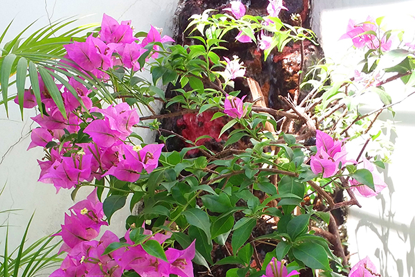 Um jardim todo florido para embelezar a casa.