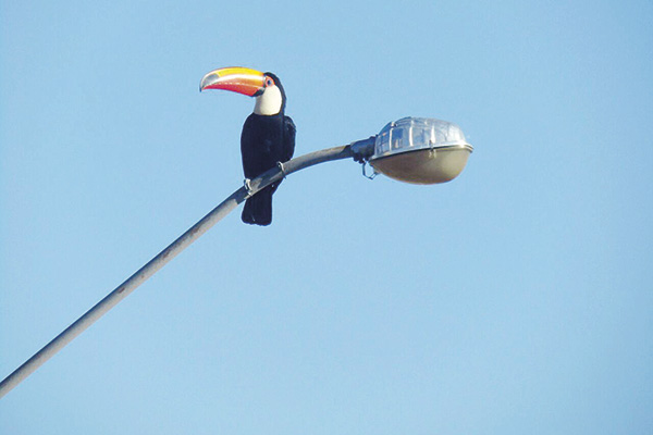 Na falta de uma árvore.... serve o posto mesmo