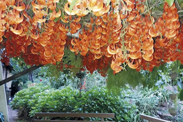 A flor Jade dá um visual ainda mais bonito ao jardim