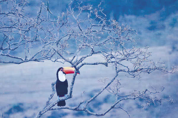 Em um dia cinzento, o tucano dá um colorido especial.