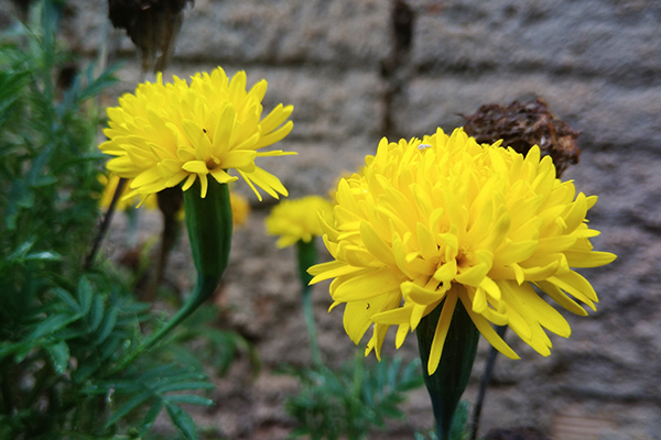 Belas, elas embelezam o jardim 