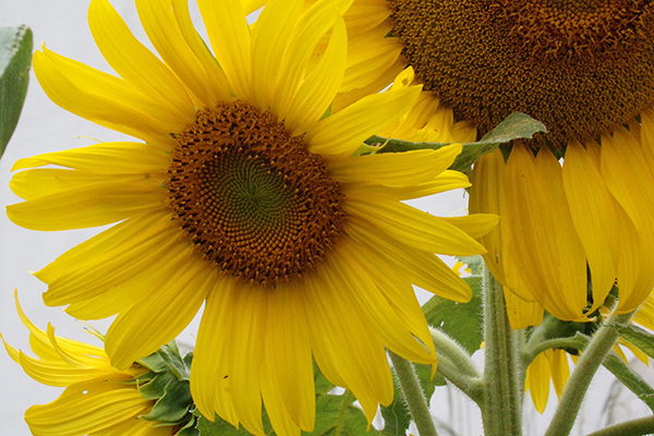 Amarelo como o sol... 
