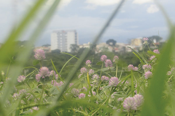 Beleza natural em meio vida urbana
