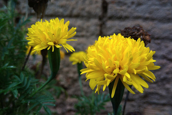 Lindas, embelezando o jardim 