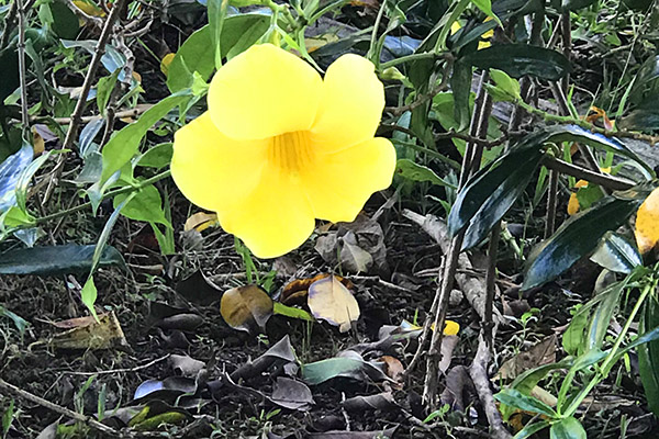 A bela flor é um destaque em meio a tanto verde 
