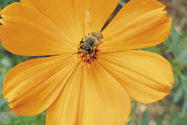 A abelha aproveita o néctar da flor.