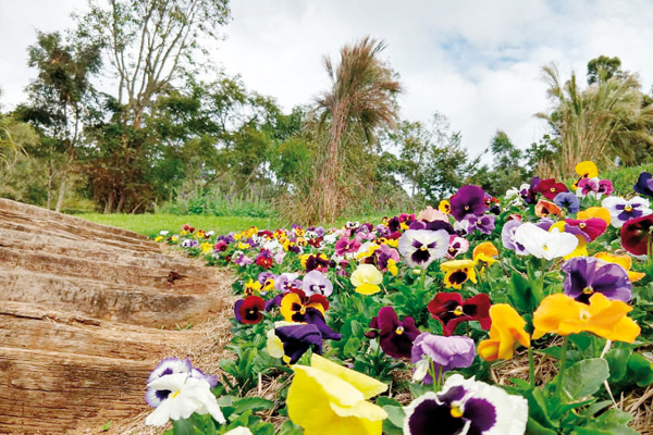 Belas flores embelezam o jardim