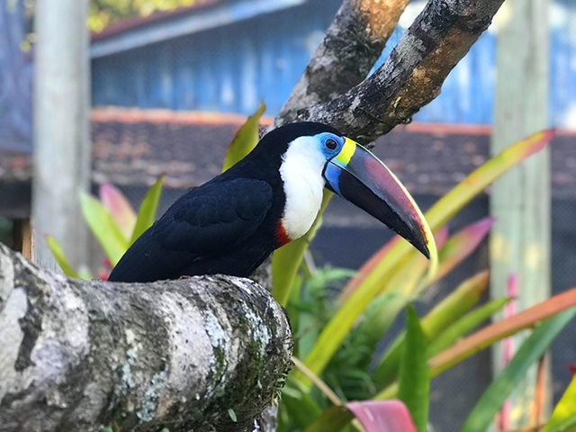 Nem mesmo os barulhos da cidade grande incomodam o tucano