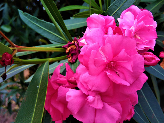 Um buquê natural