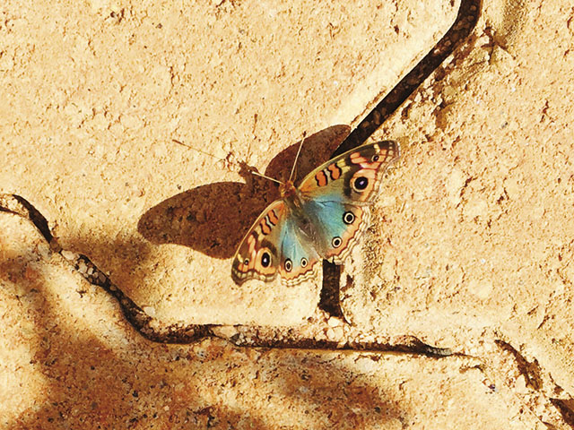Mesmo pequena, a borboleta chama a atenção pela cor