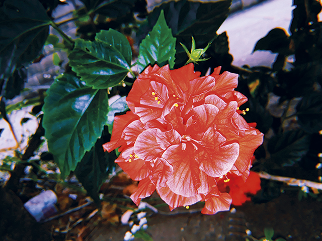 De um vermelho vibrante, a flor é o destaque do jardim...