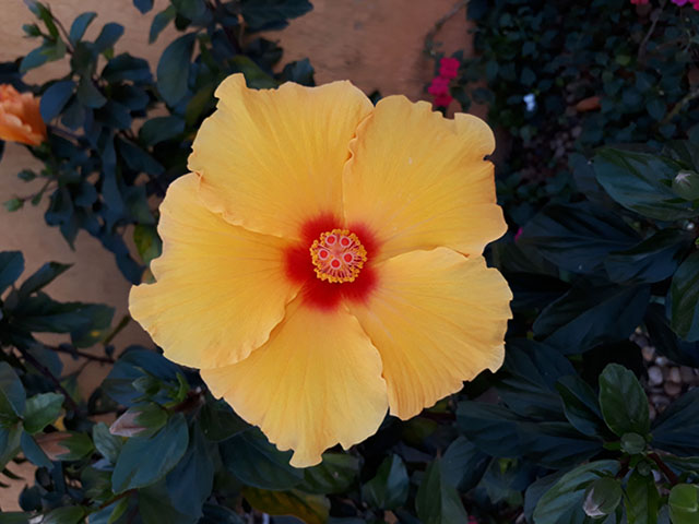 Como uma flor dentro da outra...
