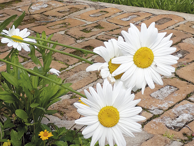 Elas embelezam o jardim com calçada de tijolo
