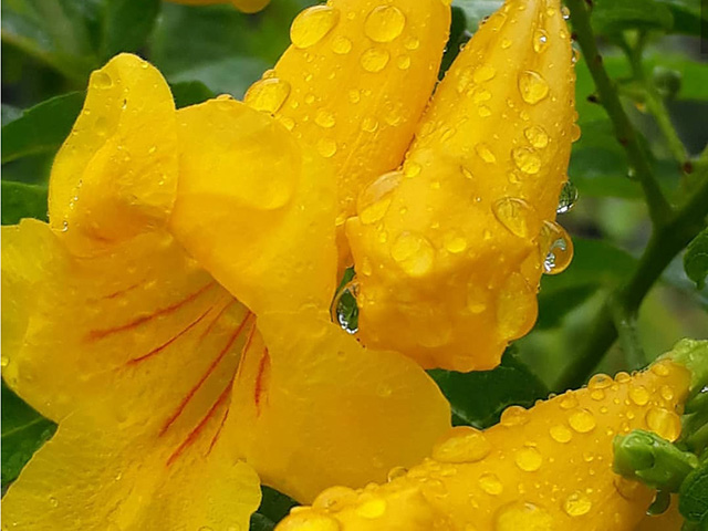 Depois de regadas, as gotas ainda permanecem na flor