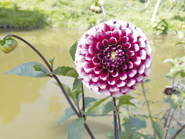 Como se fosse feita à mão, apresenta uma beleza única.