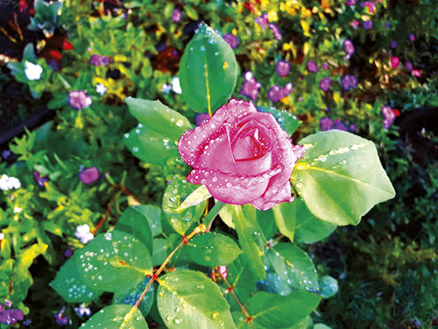 A rosa começa a se abrir e embelezar o jardim