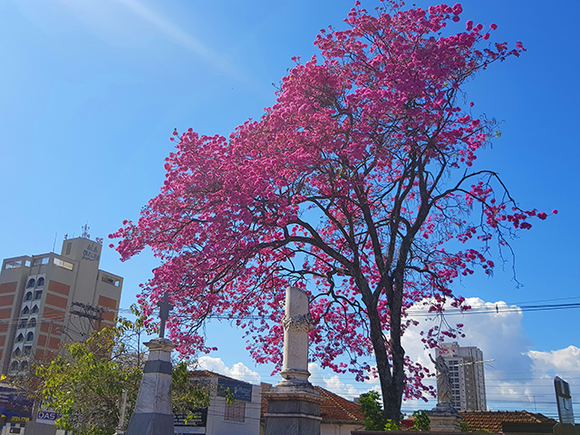 As flores enchem os galhos embelezando a cidade cinza