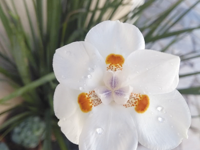 Uma linda orquídea...