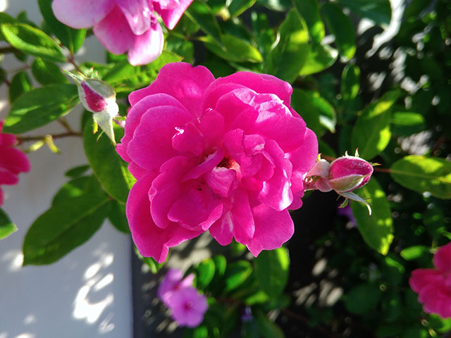 O botão se prepara para abrir ao lado da rosa já formada.