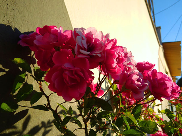Lindo jardim de rosas...