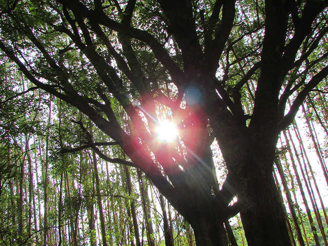 O sol entra entre os galhos para iluminar a mata