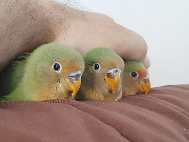 Eles descansam bem tranquilos...