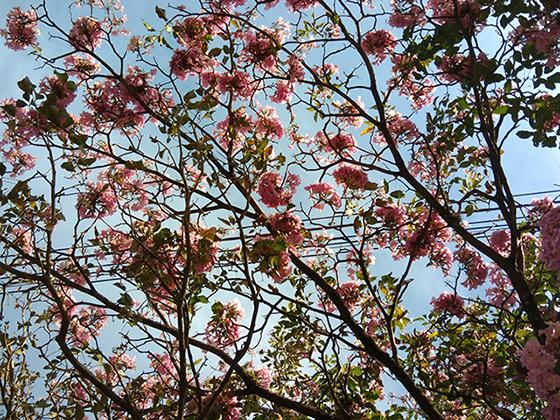 As flores enchem os galhos com lindos buquês....