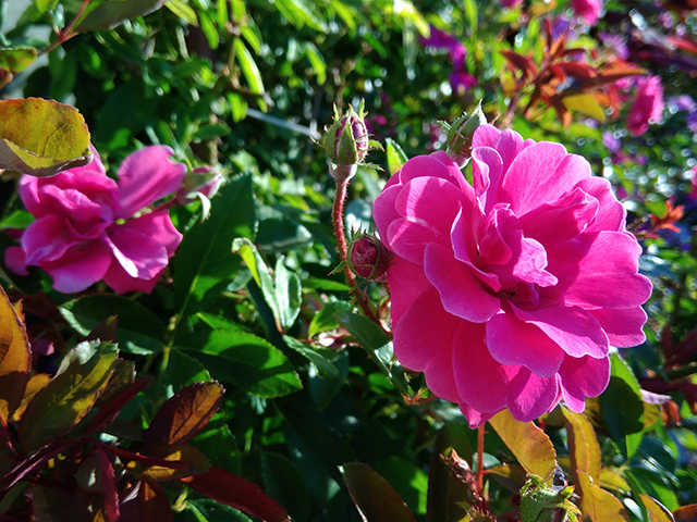 Quando uma rosa se abre, outras se preparam para fazer o mesmo... 